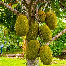 The jackfruit tree bore very large fruit!